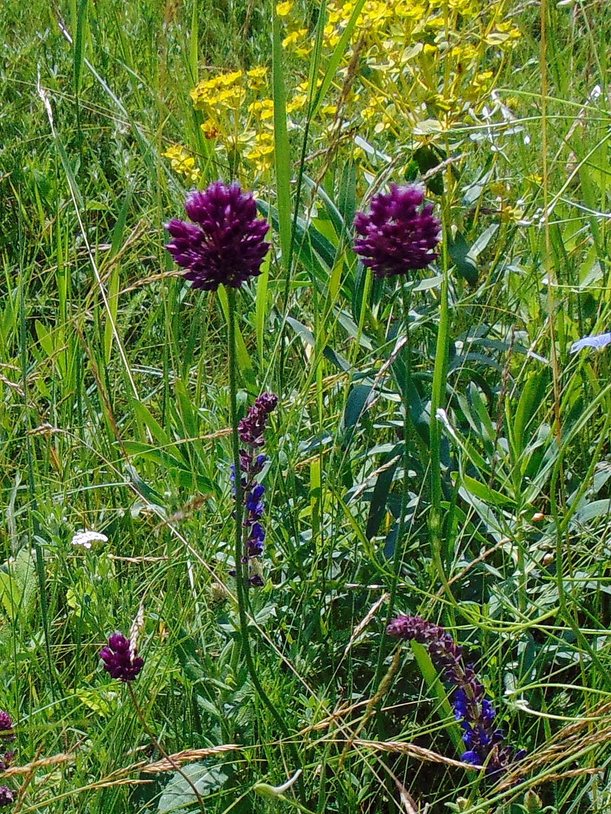 Image of sand leek