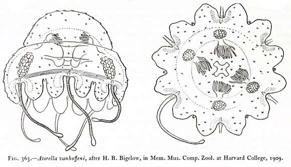 Image de Atorella Vanhöffen 1902