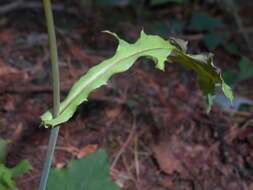 Image of Lactuca muralis