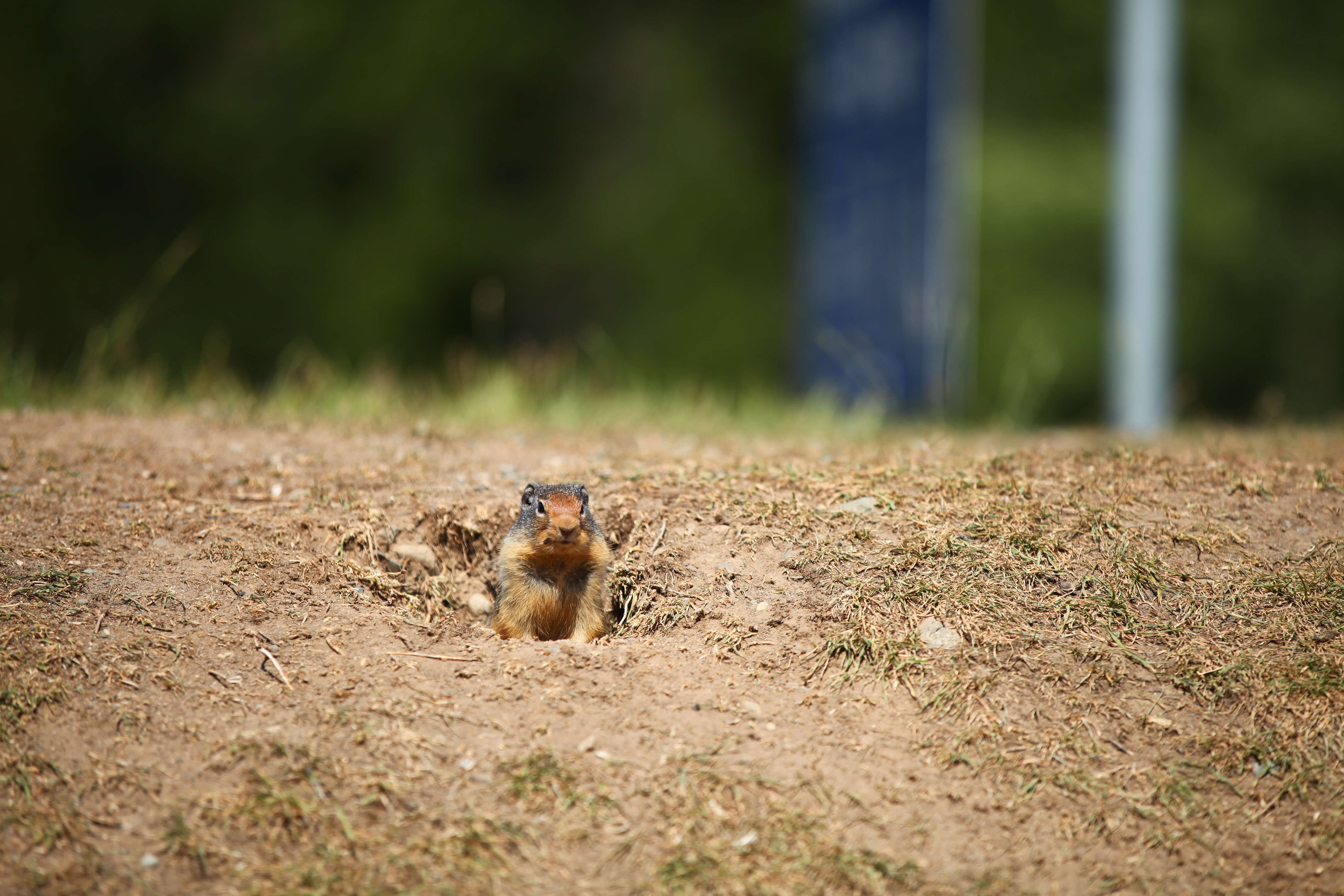 Image of Columbian ground squirrel