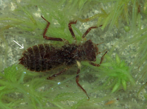 Image of Alpine emerald