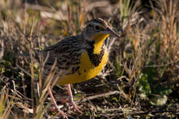 Слика од Sturnella magna (Linnaeus 1758)