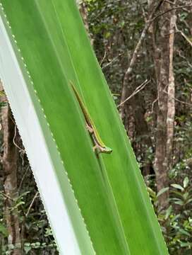 Phelsuma resmi