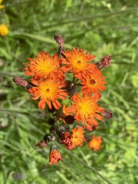 Imagem de Pilosella aurantiaca (L.) Sch. Bip., F. W. Schultz & Sch. Bip.