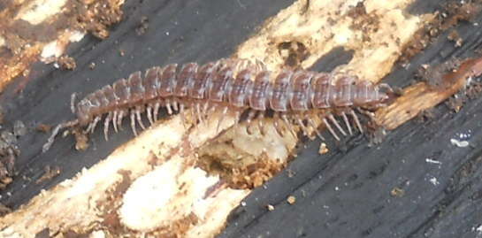 Image of Flat-backed millipede