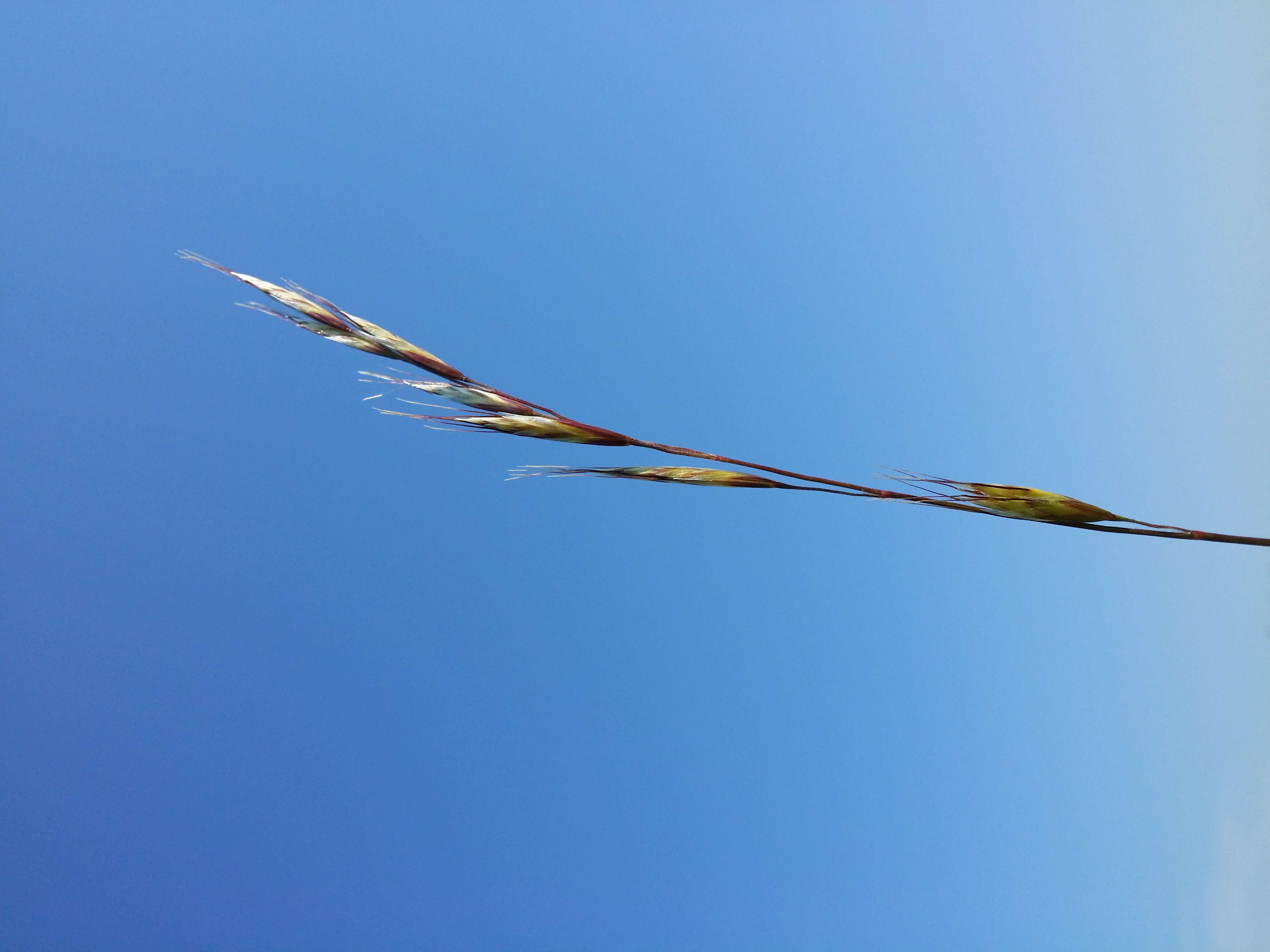 Plancia ëd Helictochloa pratensis (L.) Romero Zarco