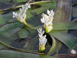 Image of Cape pondweed