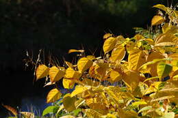 Image of Japanese Knotweed