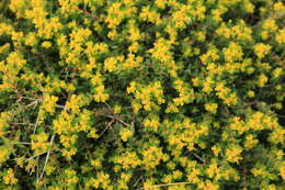 Imagem de Euphorbia melitensis Parl.