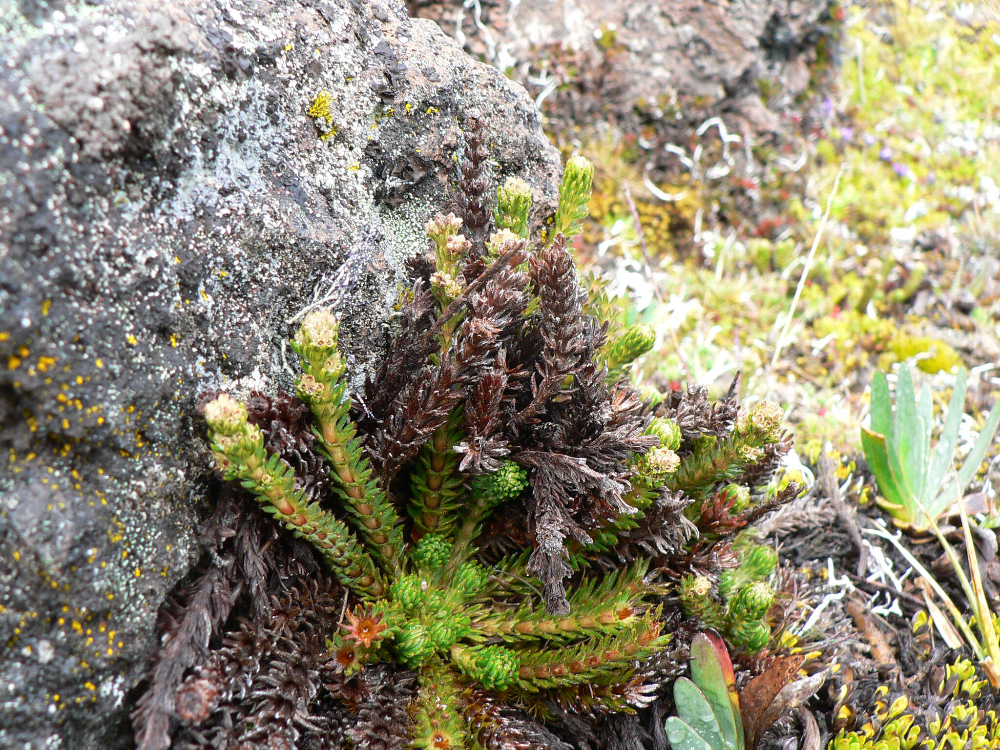 Image of lady's mantle