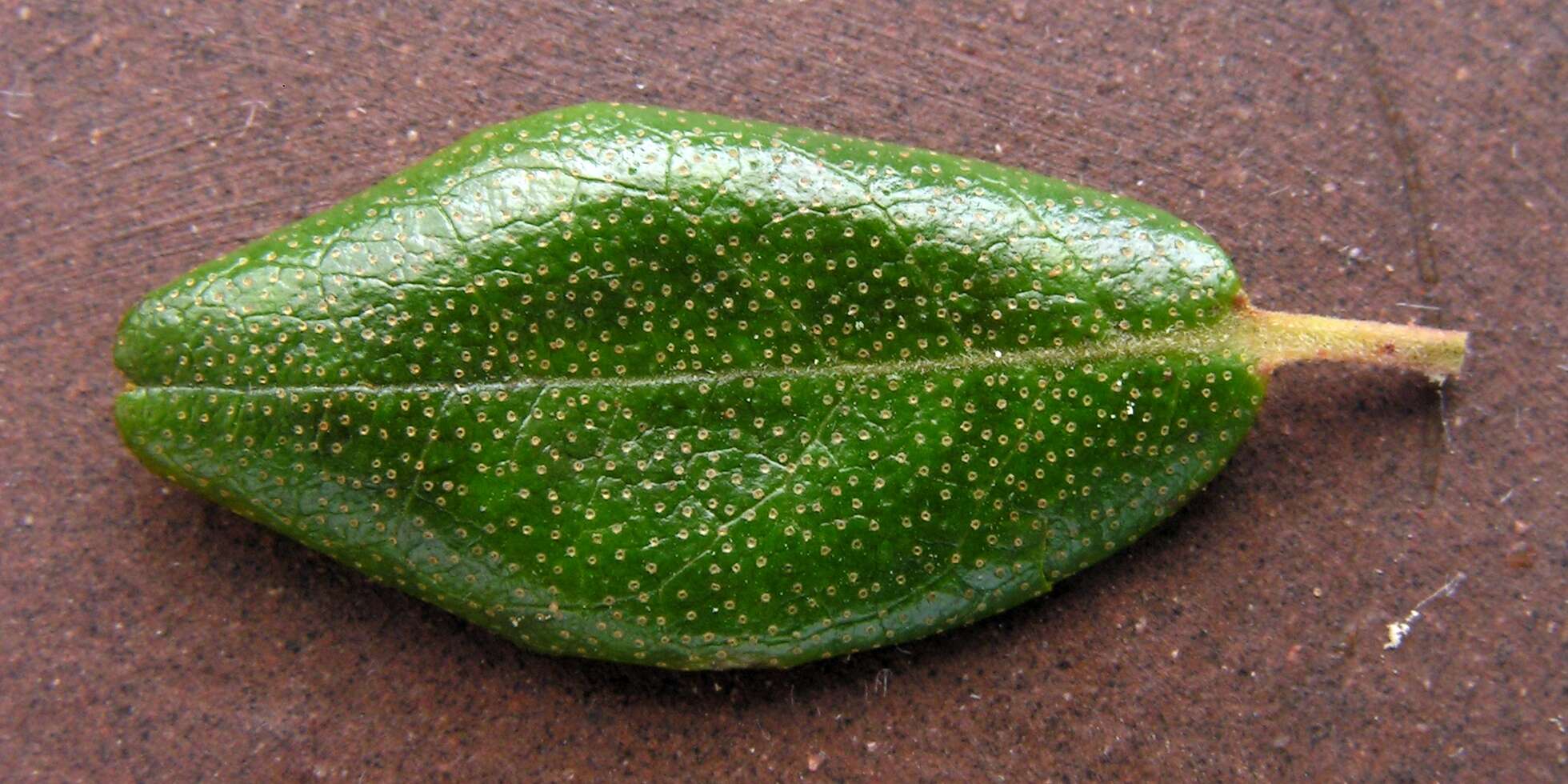 صورة Rhododendron dauricum L.