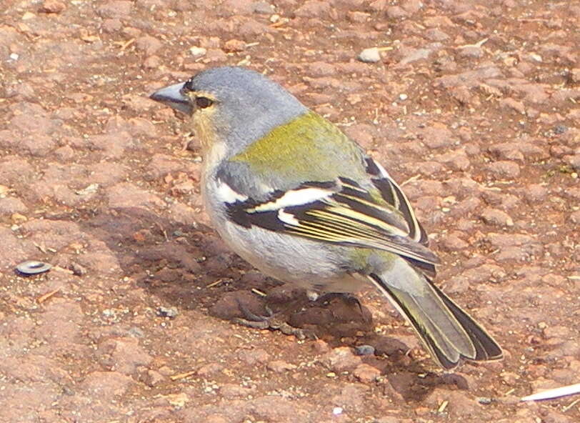 Image of Fringilla coelebs moreletti Pucheran 1859