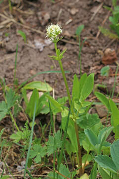 Image of western valerian