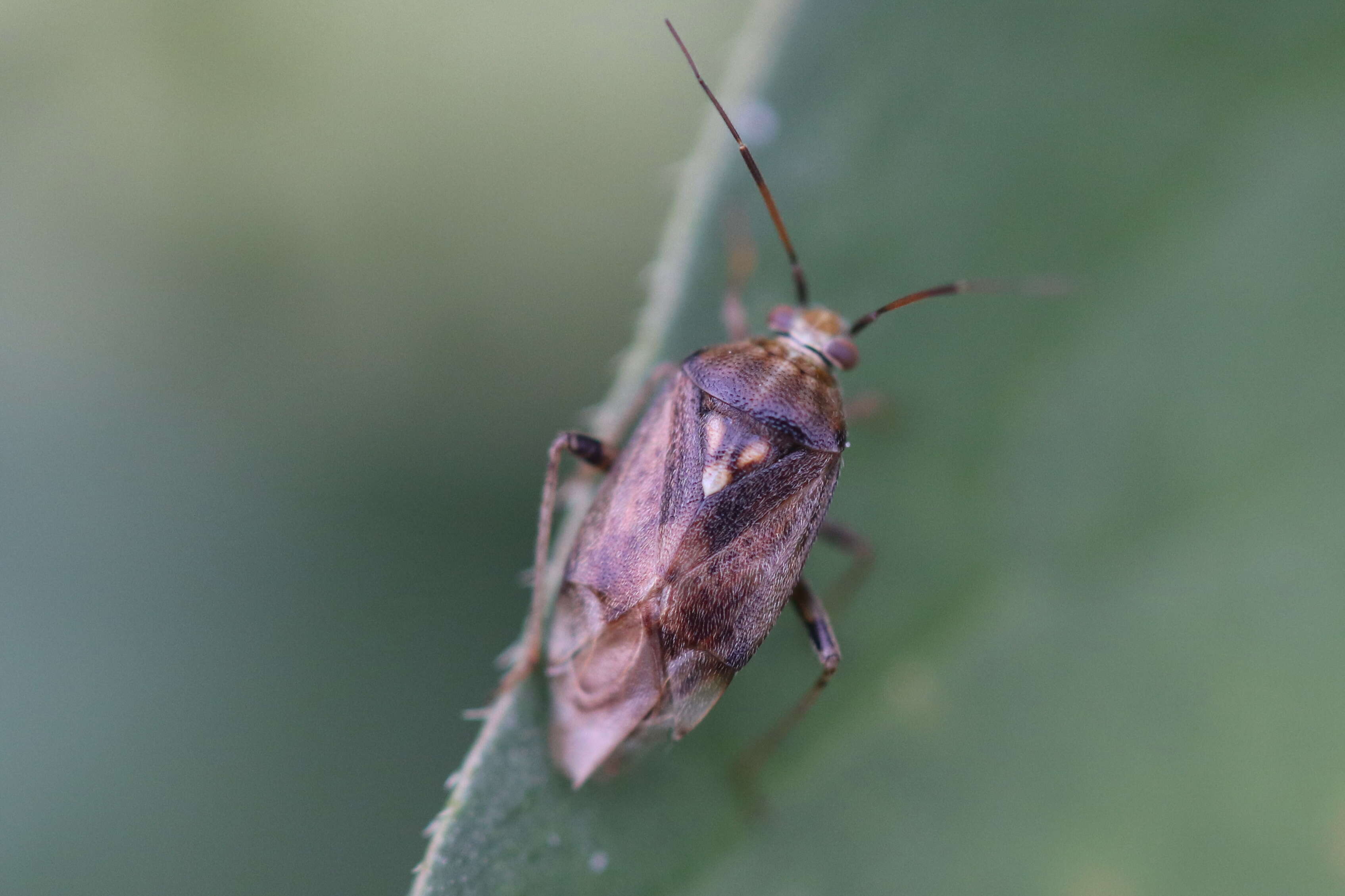 Lygus rugulipennis Poppius 1911 resmi