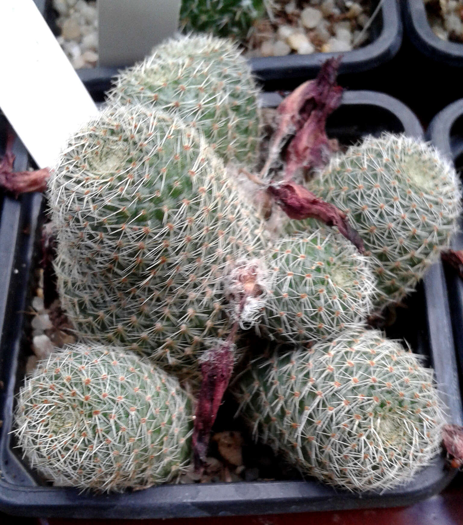 Imagem de Rebutia pulvinosa F. Ritter & Buining