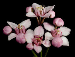 Image of Granite Boronia