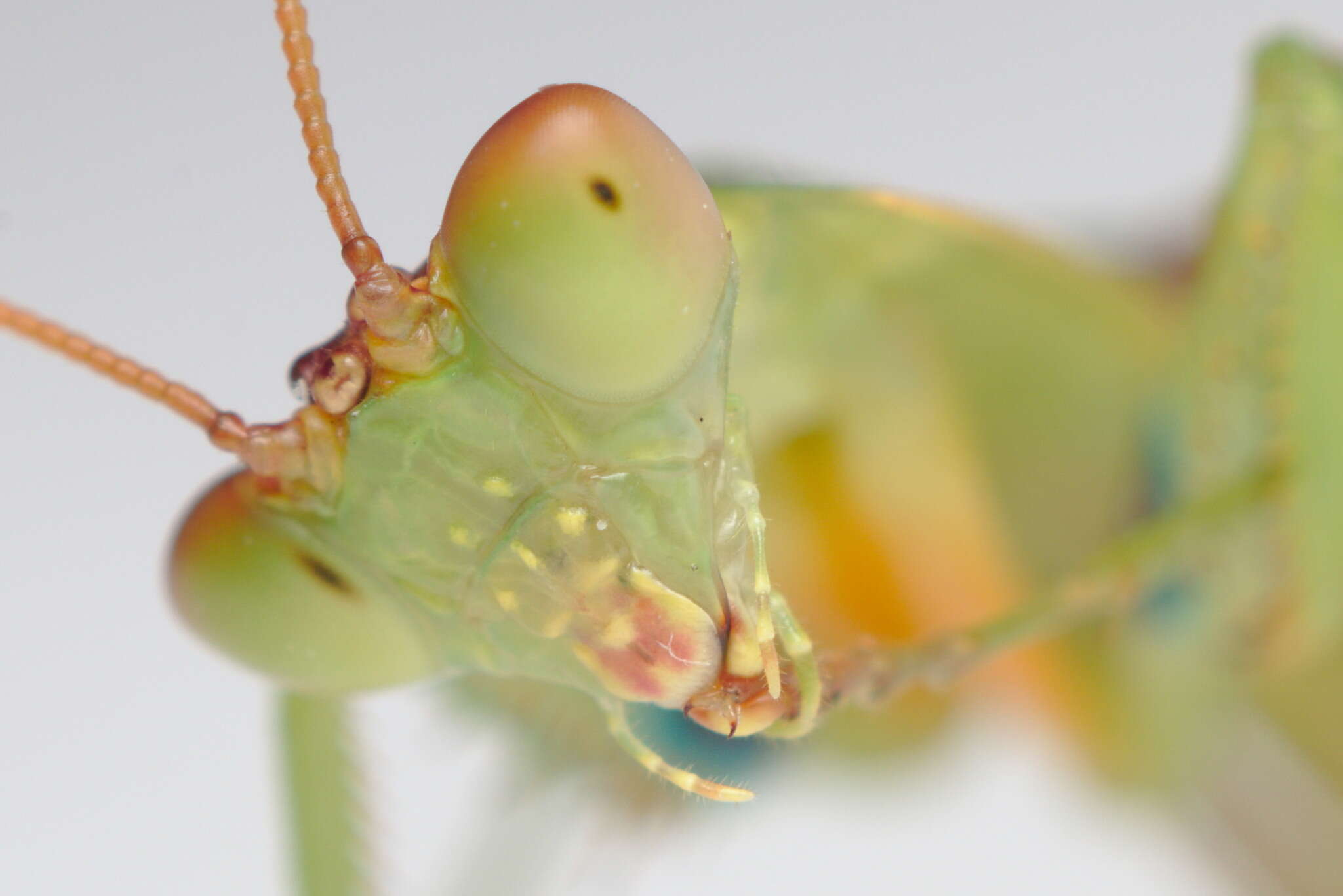 Image of New Zealand mantis