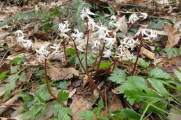 Image of Coptis japonica (Thunb.) Makino