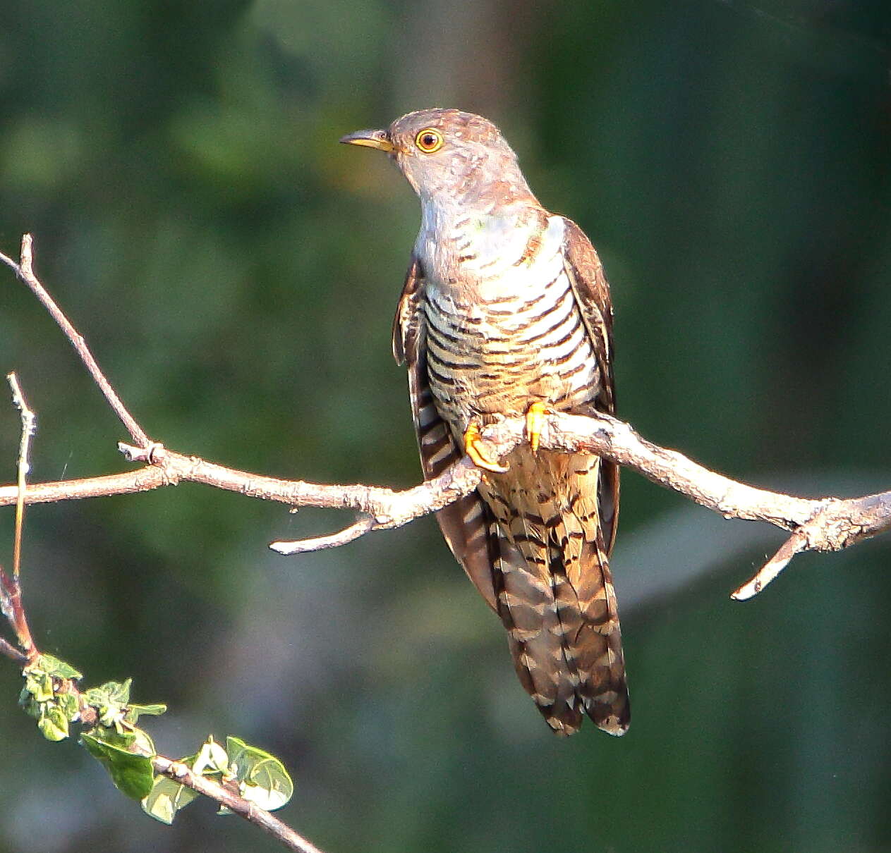 Image of Oriental Cuckoo