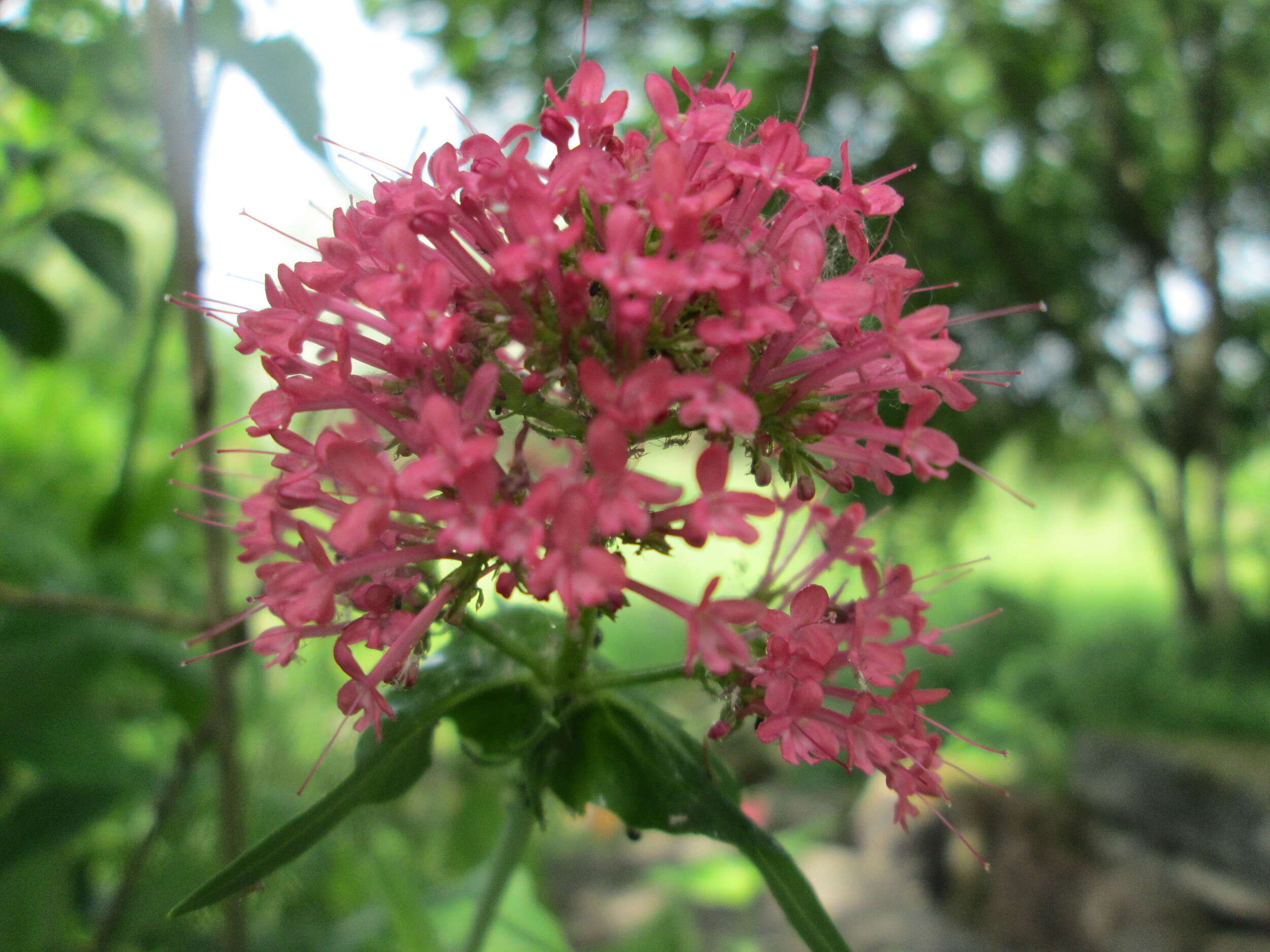 Image of Red Valerian