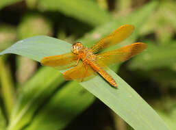 Image of Mexican Amberwing