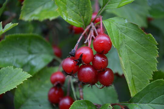 Image of cerro hawthorn