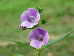 Image of Artanema longifolium (L.) Vatke