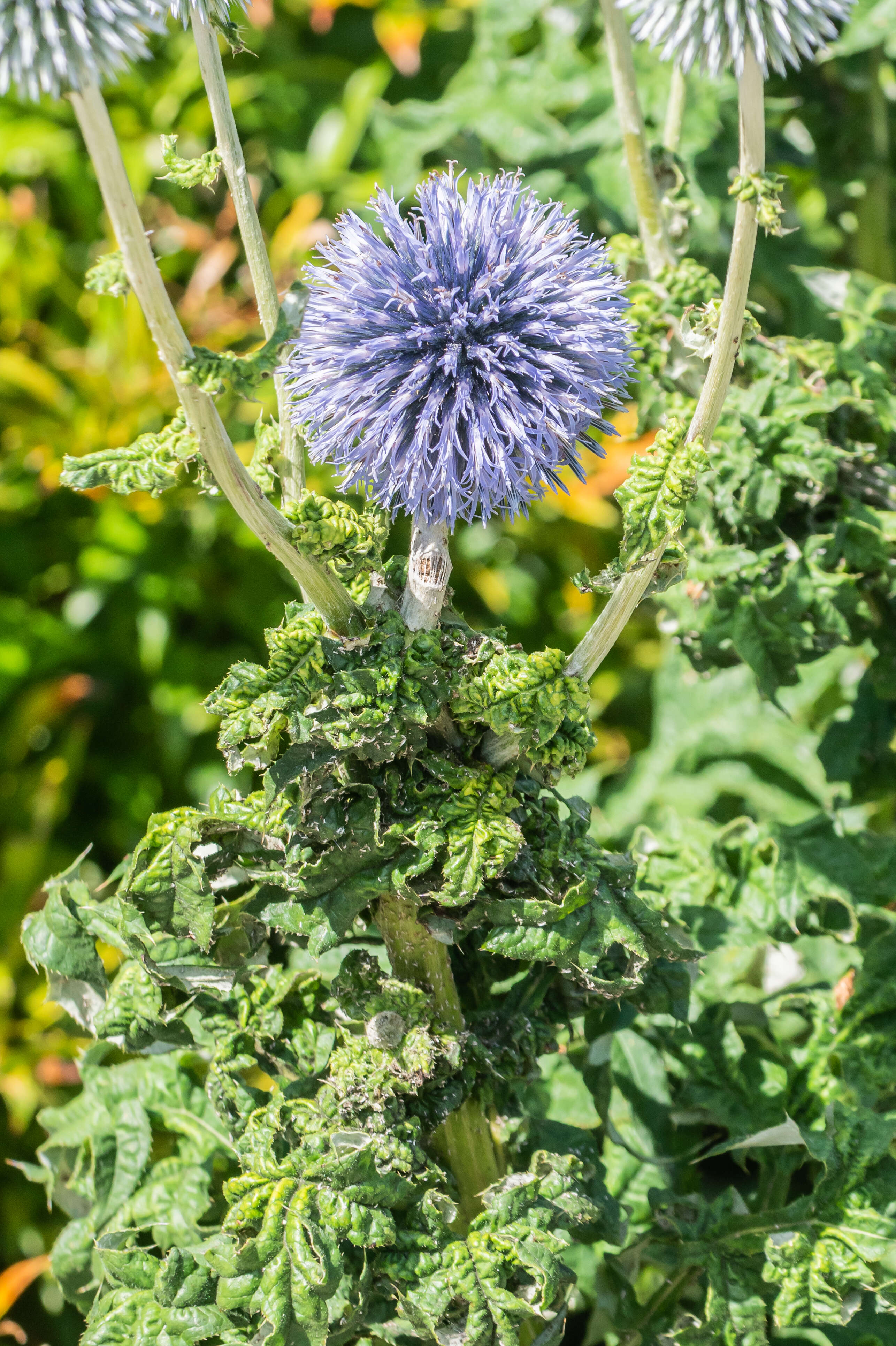 Image of southern globethistle