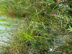 Image of Scirpus radicans Schkuhr