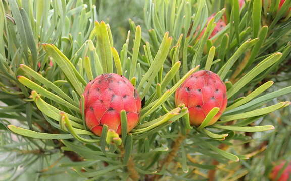 Imagem de Leucadendron album (Thunb.) Fourc.