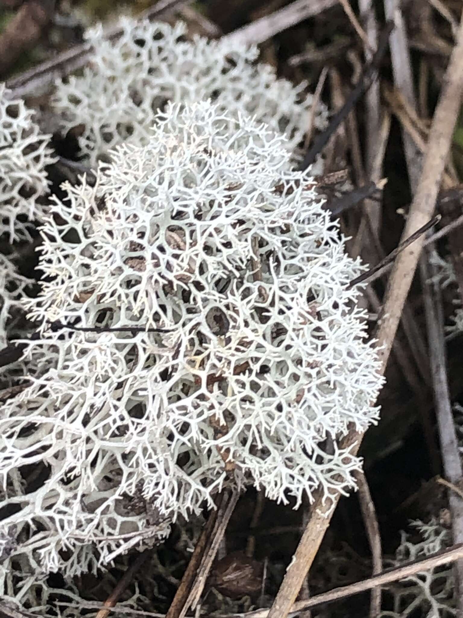 Слика од Cladonia evansii Abbayes