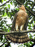 Image of Wallace's Hawk-Eagle