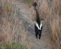 Image of Hooded and Striped Skunks