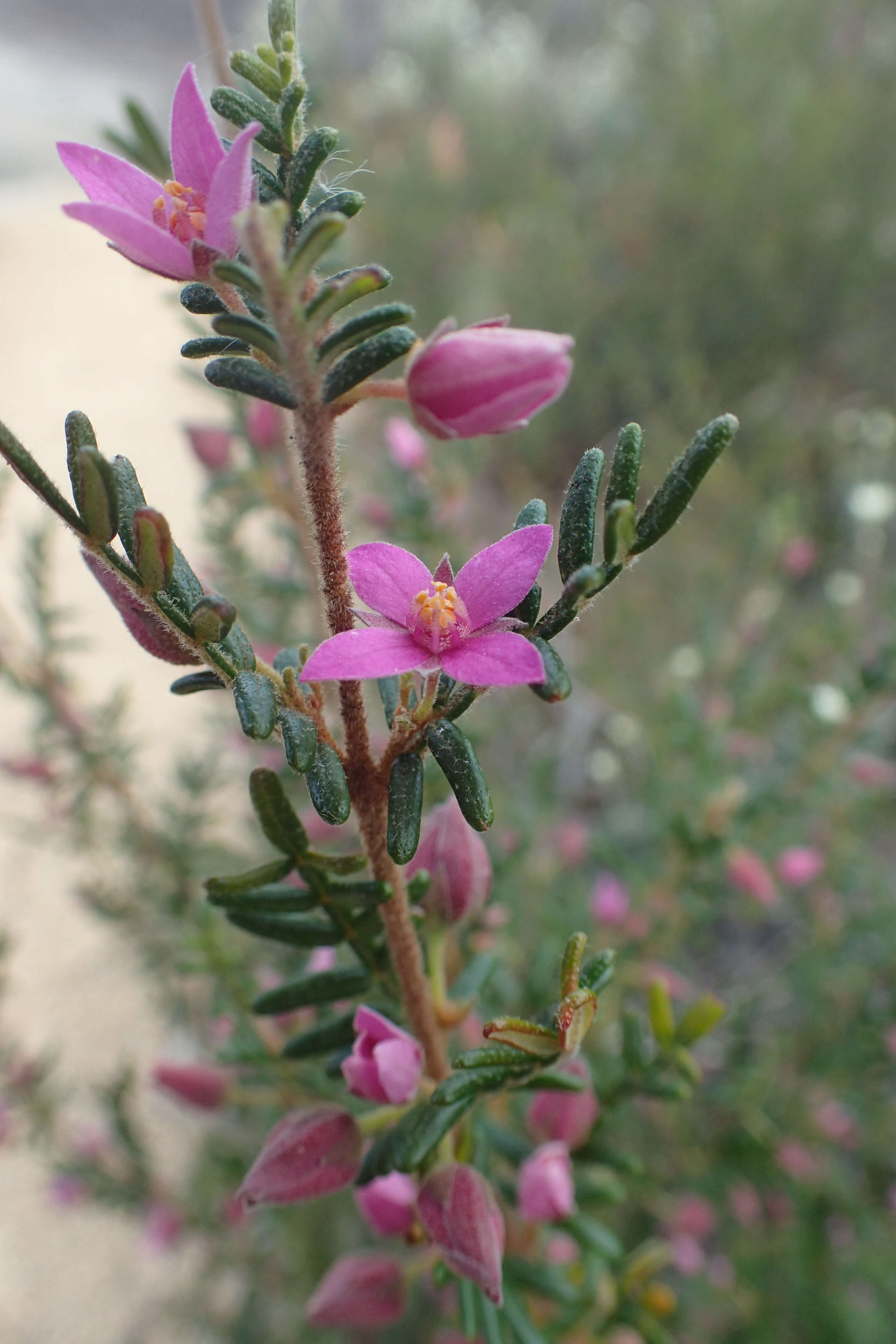 Image of Lovely Boronia