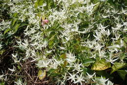 Image of Clematis glycinoides DC.