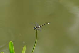 صورة Ictinogomphus rapax (Rambur 1842)