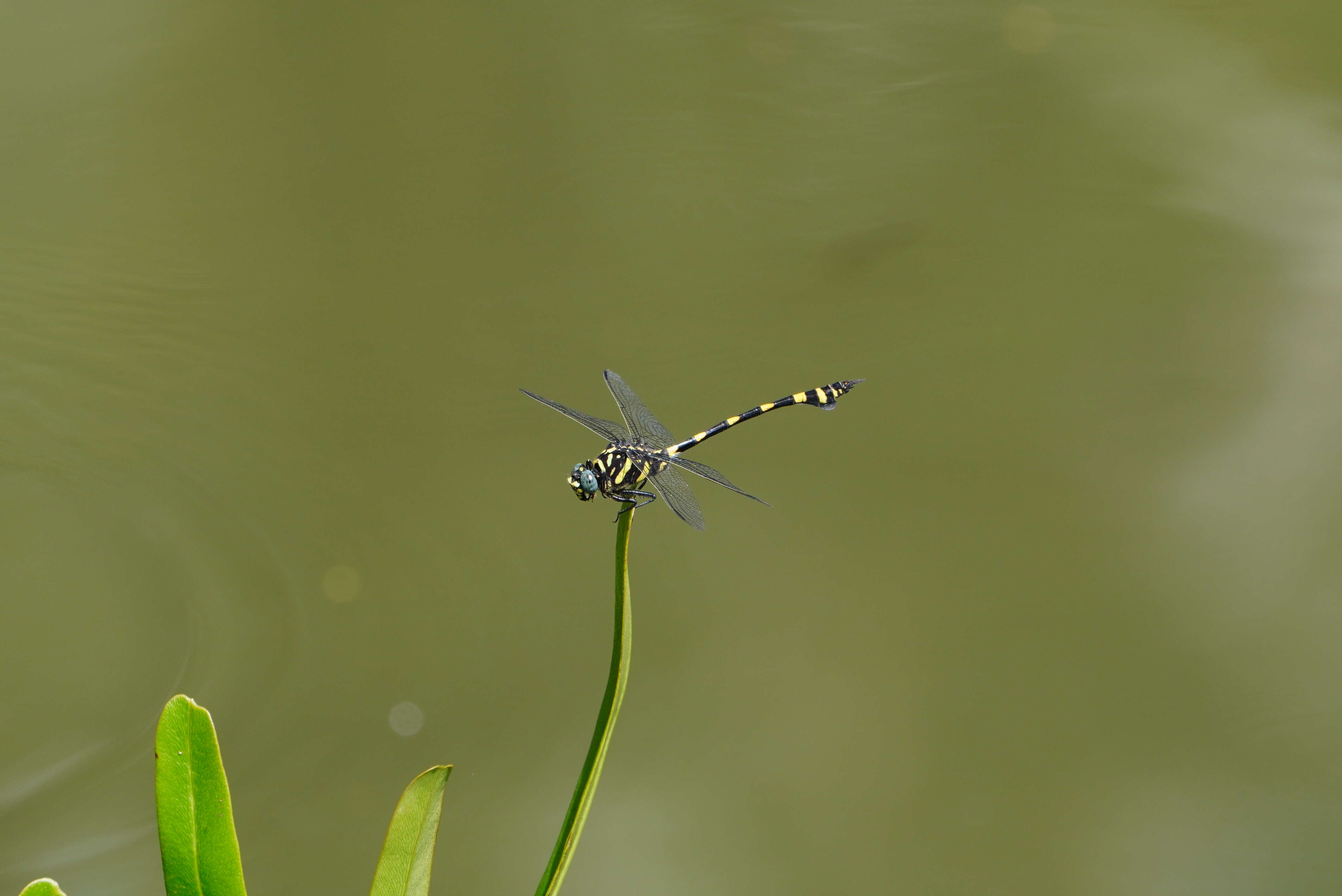 صورة Ictinogomphus rapax (Rambur 1842)