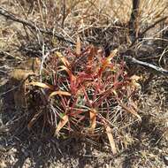 Image of Ferocactus latispinus (Haw.) Britton & Rose