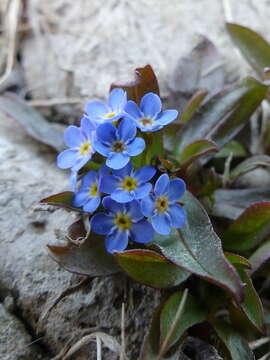 صورة Myosotis rehsteineri Warten.