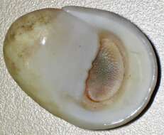 Image of polished nerite