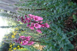 Image of Diascia rigescens E. Mey. ex Benth.