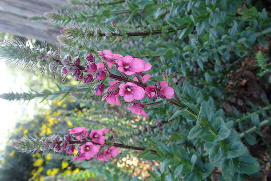 Image de Diascia rigescens E. Mey. ex Benth.