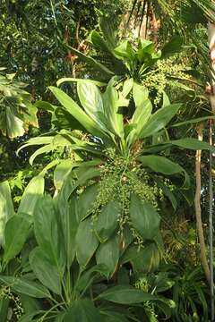 Image of Cordyline manners-suttoniae F. Muell.