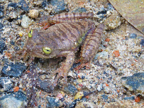 Image of Atlantic Forest Treefrog