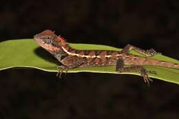 Image of Forest Crested Agama