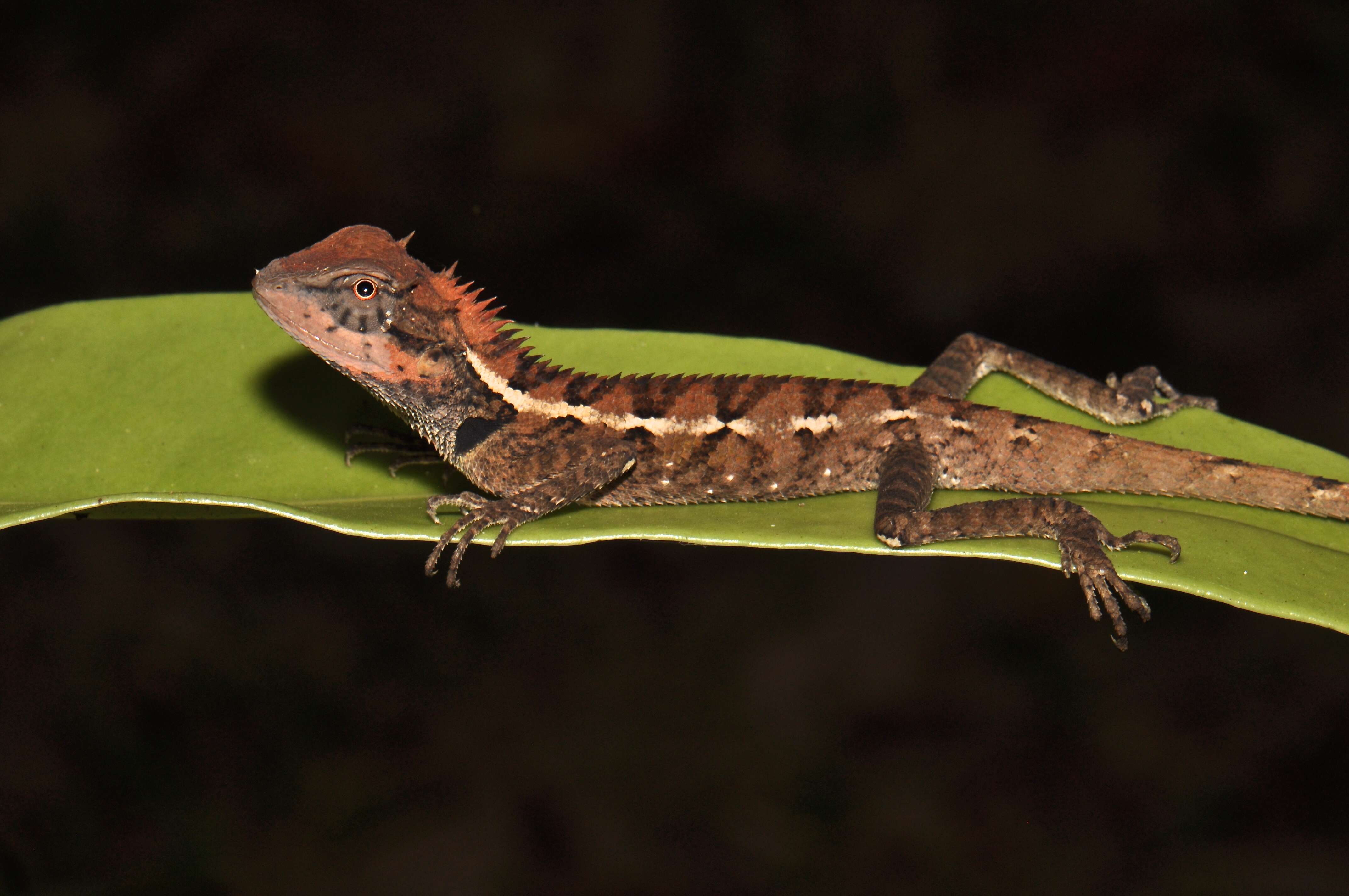 Image of Forest Crested Agama