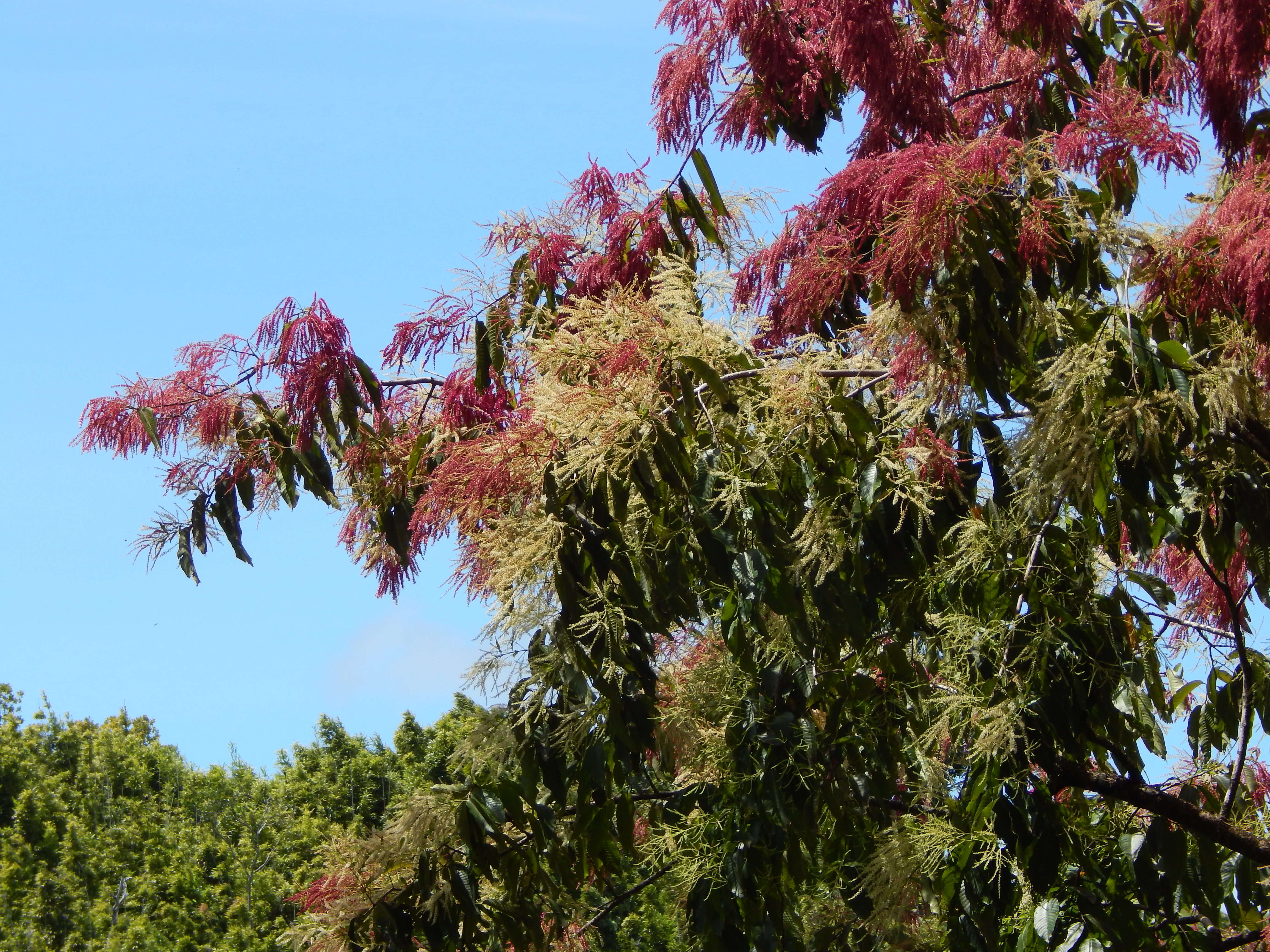 Sivun Terminalia myriocarpa Van Heurck & Müll. Arg. kuva