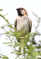 Image of Great Sparrow
