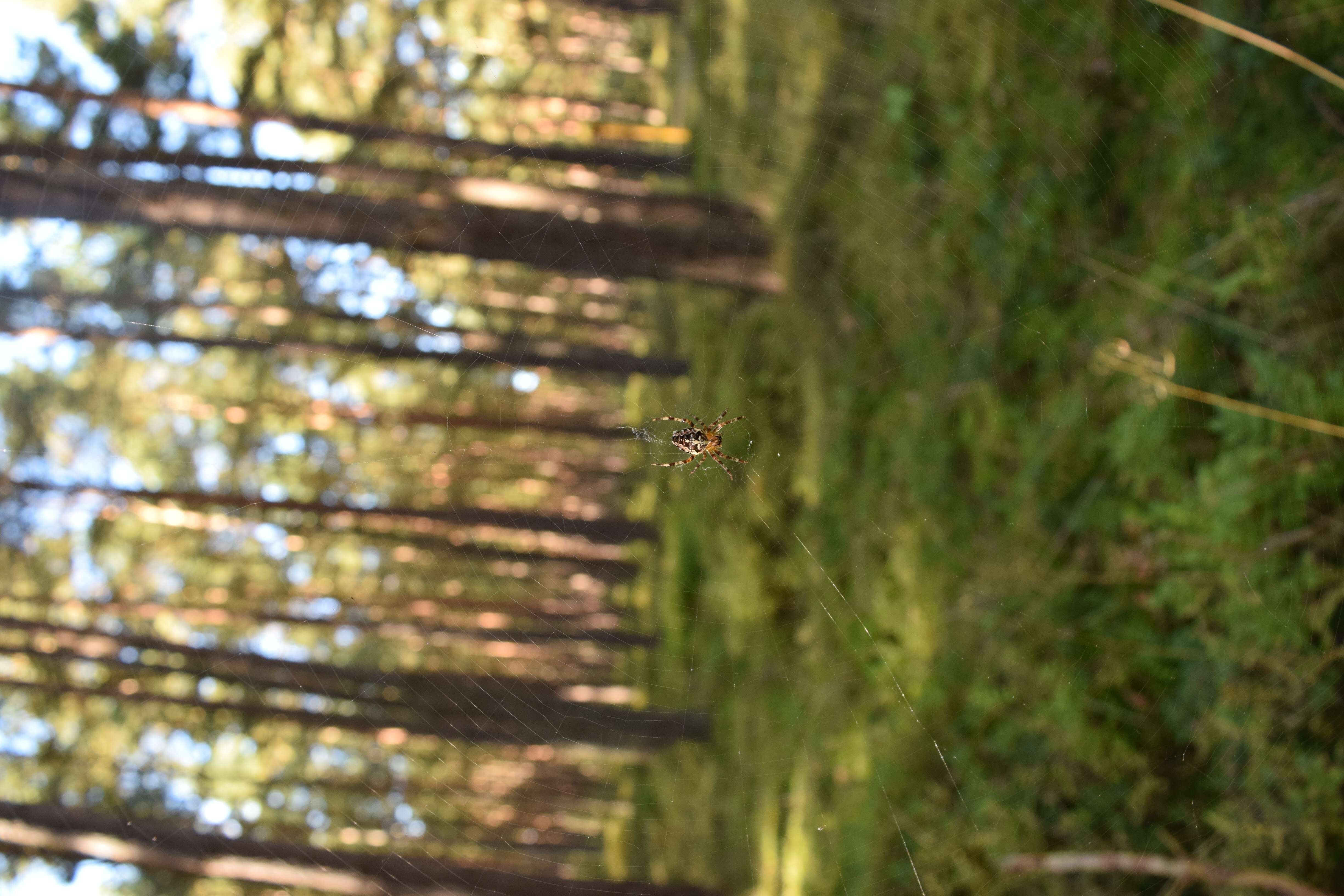 Image of Araneus