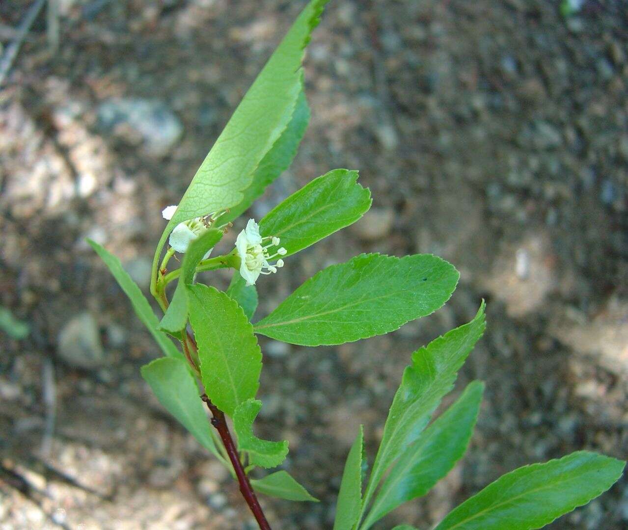 Plancia ëd Crataegus saligna Greene